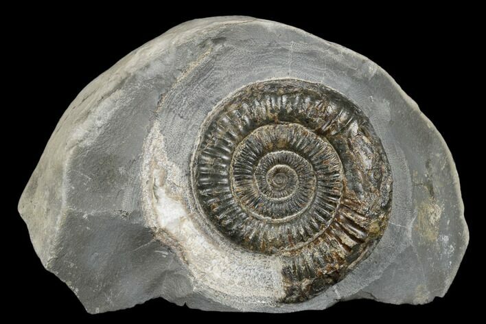 Ammonite (Dactylioceras) Fossil - England #181892